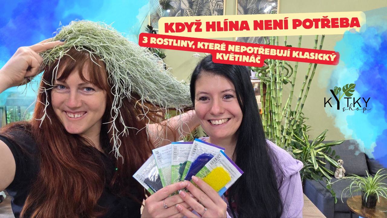 Tilandsie, dischídie ve šnečí ulitě a Lucky Bamboo: péče, zálivka a hnojení